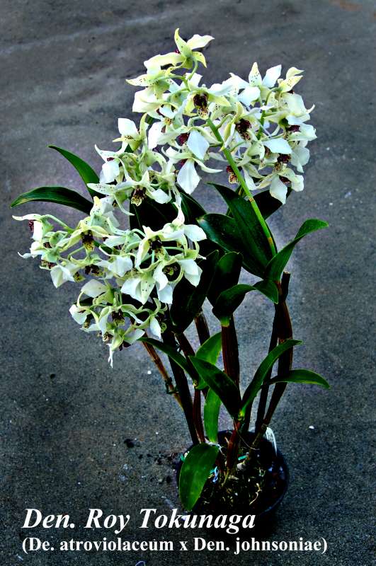 Den. Roy Tokunaga 6 inch baskets or pot